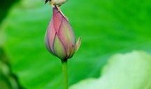 早起的虫儿被鸟吃 吃瓜