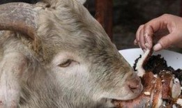 羊吃发财瓜吗,揭秘羊吃发财瓜的神奇传说