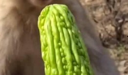 道具猴子吃瓜,一场欢乐的吃瓜盛宴