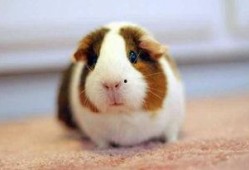 豚鼠吃竹瓜吗,竹瓜成为新宠？