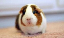 豚鼠吃竹瓜吗,竹瓜成为新宠？