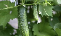 甘蓝吃瓜小说推荐,一场穿越时空的奇幻冒险之旅