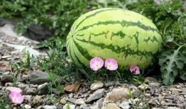 有一种瓜叫吃瓜,揭秘“吃瓜”背后的趣味与潮流