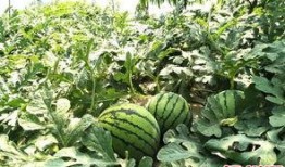 58吃瓜网扬州,揭秘当地热点事件，带你领略瓜界风云