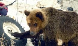 oni熊吃瓜最新,揭秘娱乐圈最新热点事件