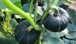 女感染艾滋吃瓜,吃瓜群众如何正确看待与关爱