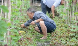 北湖的吃瓜视频,揭秘网红美食背后的故事