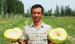 新疆农民吃老汉瓜,老汉瓜带来的丰收喜悦