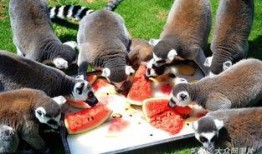 吃瓜视频动物世界,揭秘丛林法则下的生存智慧