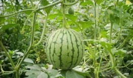 热门吃瓜国产专区,揭秘娱乐圈幕后风云