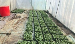 北湖的吃瓜视频,揭秘网红美食背后的故事