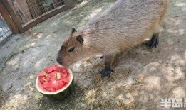 吃瓜视频动物世界,揭秘丛林法则下的生存智慧