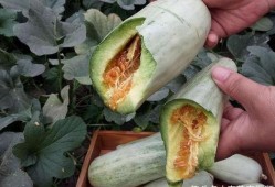 哈密瓜的瓜壳还可以咋吃,哈密瓜瓜壳的创意食用新法探索