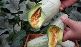 哈密瓜的瓜壳还可以咋吃,哈密瓜瓜壳的创意食用新法探索