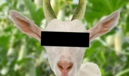 吃瓜羊揭秘,探寻网络红人的幕后故事