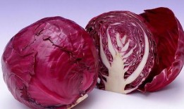 甘蓝吃瓜小说推荐,一场穿越时空的奇幻冒险之旅