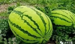 吃瓜沟,一场别开生面的乡村盛宴