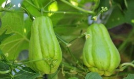 减肥期吃佛手瓜,轻享健康美味生活