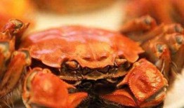 螃蟹吃瓜视频大全,趣味横生的海洋美食秀