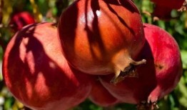 吃瓜不如看石榴,见证“吃瓜不如看石榴”的视觉奇观